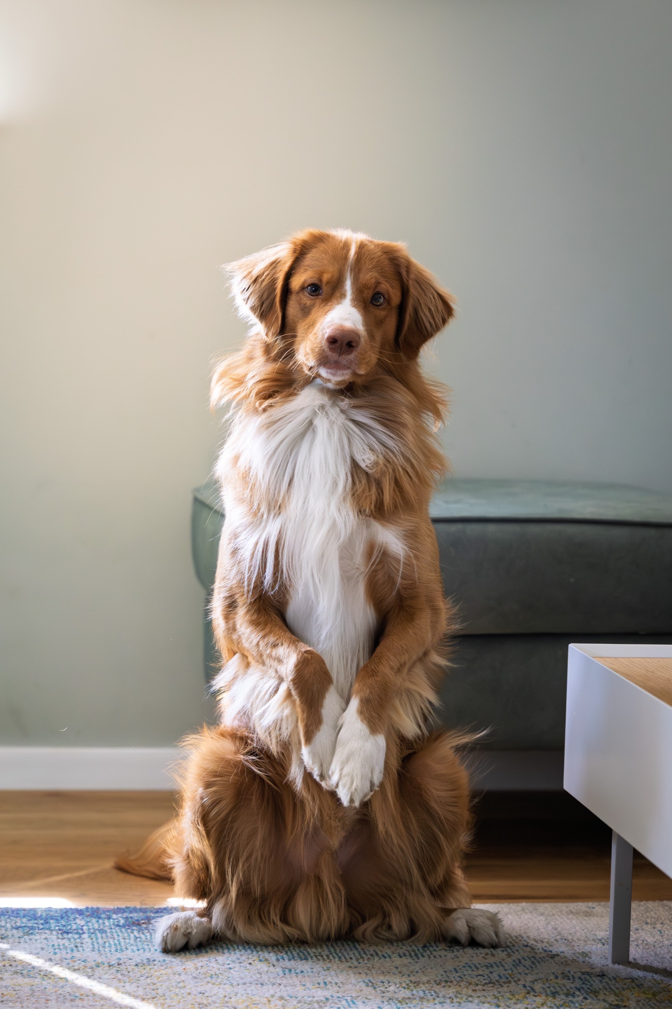 Toller Ozzy, portret w polu