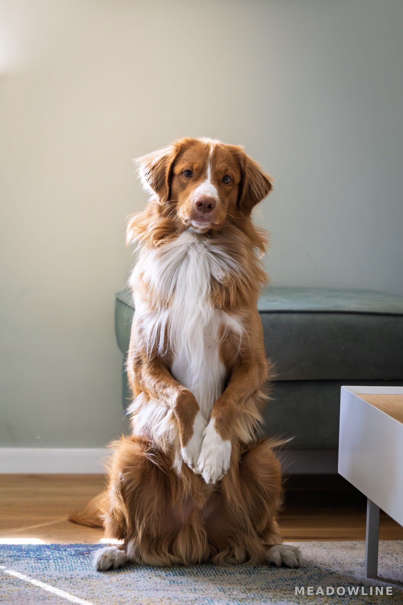 Toller Ozzy, portret w polu